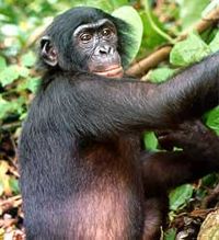 Chimpancé bonobo, habitan al sur del Río Congo